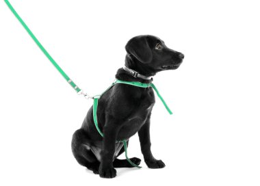 şirin labrador yavrusu 