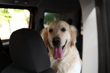 labrador köpek 