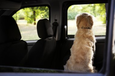 labrador köpek 