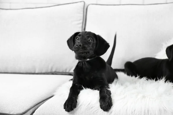 Funny Labrador puppy — Stock Photo, Image