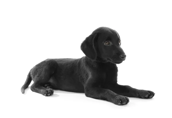 Schattige labrador puppy — Stockfoto