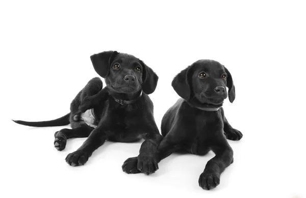 Cute Labrador puppies — Stock Photo, Image