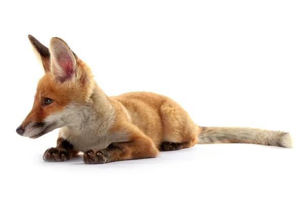 Mooie fox cub — Stockfoto