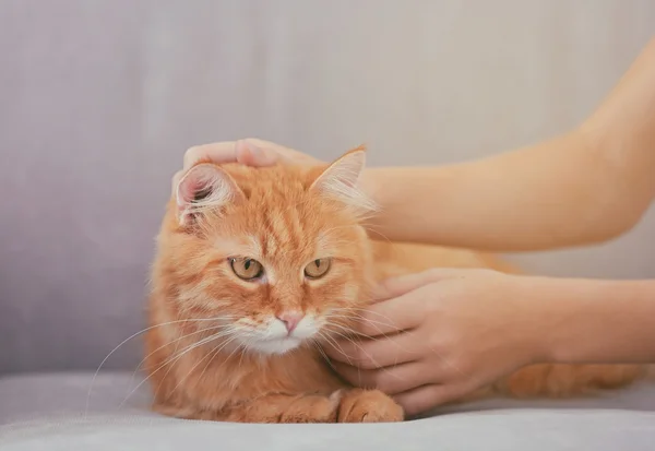 Красный пушистый кот на диване — стоковое фото
