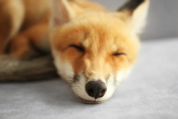 Linda raposa filhote dormindo no sofá no quarto — Fotografia de Stock