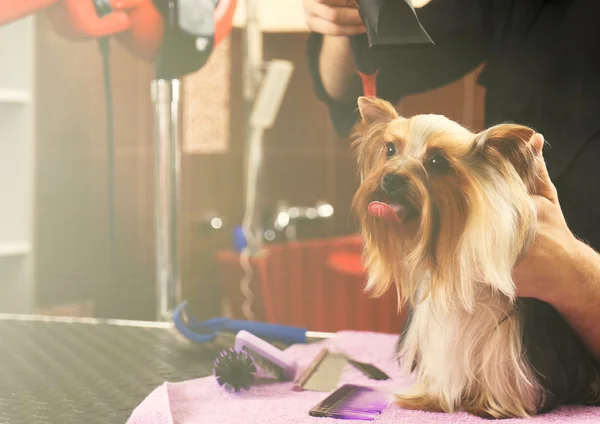 Собачий перукар з Йоркшир собака в салон — стокове фото