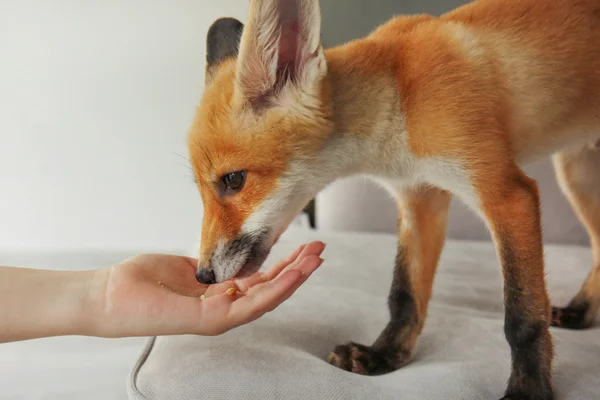 Schattig fox welp eten van vrouw hand in kamer — Stockfoto