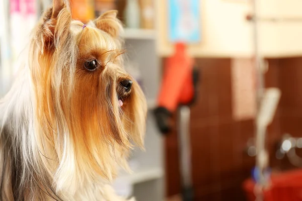 Cute Yorkshire terrier in salon — Stock Photo, Image