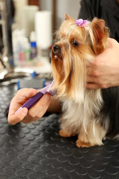 Canine hairdresser grooming dog in salon — Stock Photo, Image