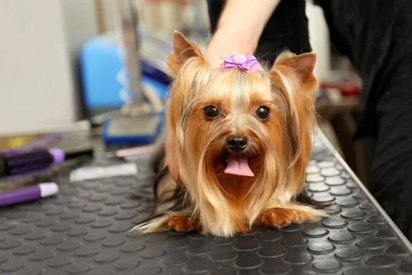 Hundefriseur pflegt Hund im Salon — Stockfoto