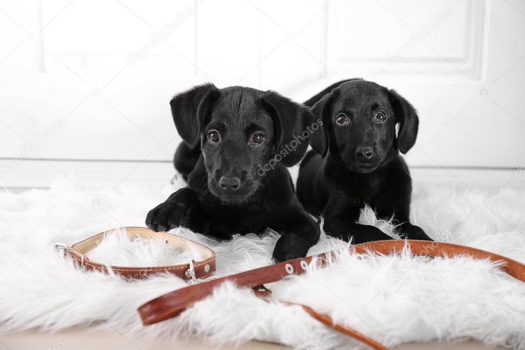 Cute Labrador puppies