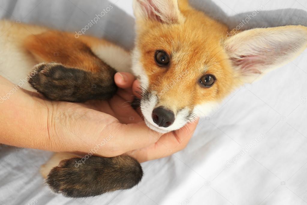 Portrait of cute little fox cub, close up — Stock Photo © belchonock ...