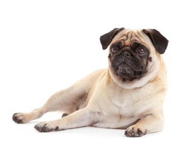 Beyaz arka planda pug dog