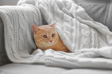 Şirin kedi üzerinde Koç