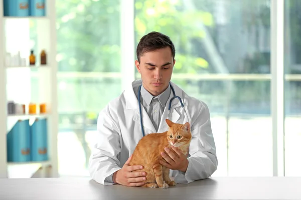 Veterinarian Doctor Cat Vet Clinic — Stock Photo, Image