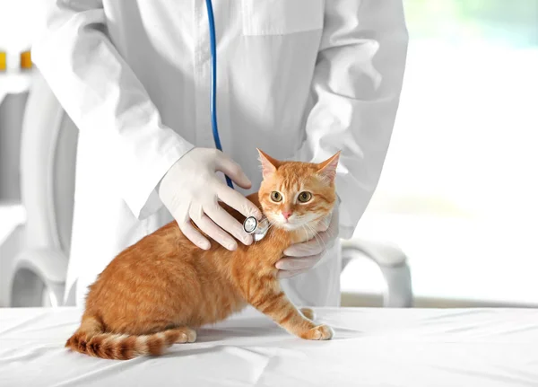 Médico veterinario con gato —  Fotos de Stock