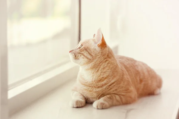 Cute cat on windowsill — Stock Photo, Image