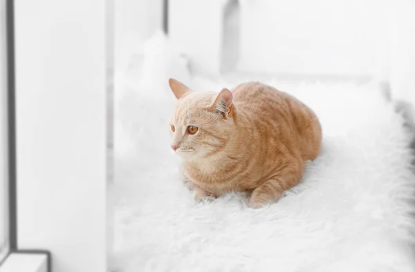 Милая кошка на пушистом ковре — стоковое фото