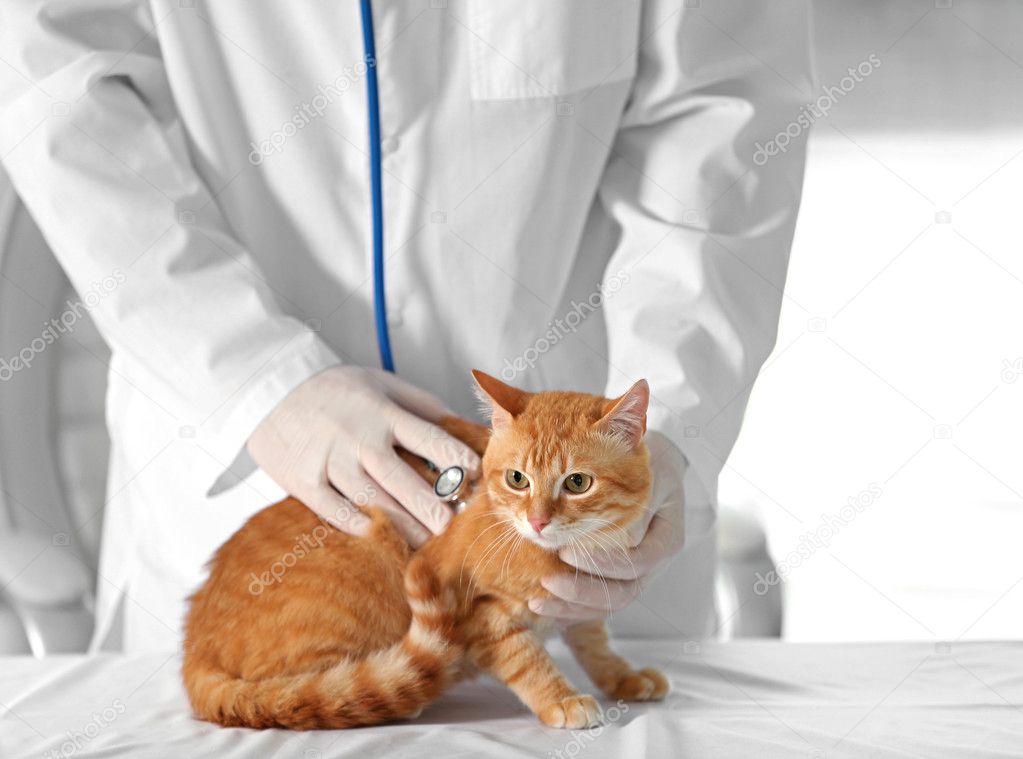 Veteriner Doktor ile kedi Stok fotoğrafçılık ©belchonock Telifsiz