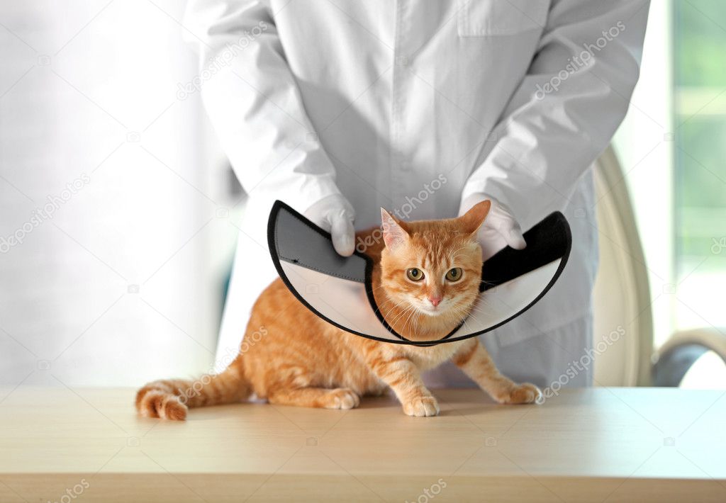 putting a cone on a cat