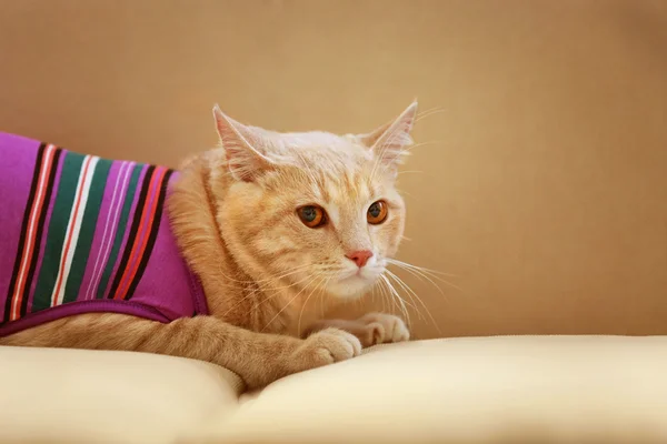 Gato vermelho engraçado — Fotografia de Stock