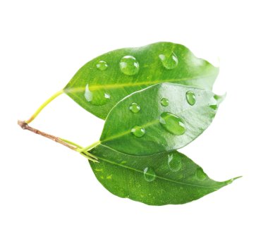 yeşil çay yaprakları