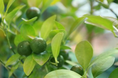 Dalı üzerinde olgunlaşmamış mandalina
