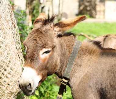 Eşek çiftlik bahçesinde