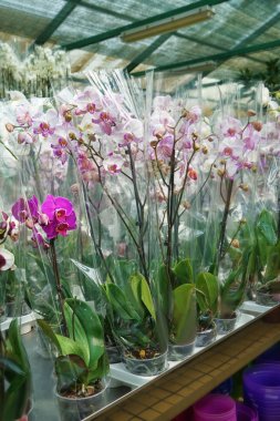 Tencere güzel çiçekler 