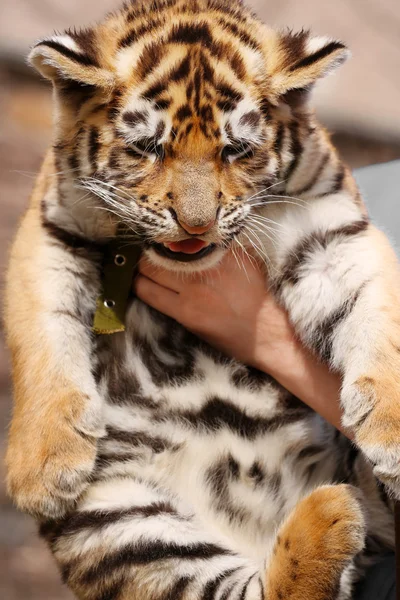 Hands holding baby tiger — Stock Photo, Image