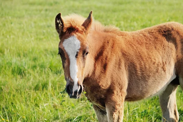 Petit pâturage de poulain dans le champ — Photo