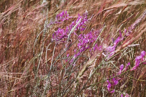Kwiaty fioletowe łąka — Zdjęcie stockowe