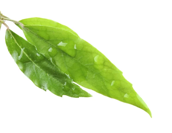 Green tea leaves — Stock Photo, Image