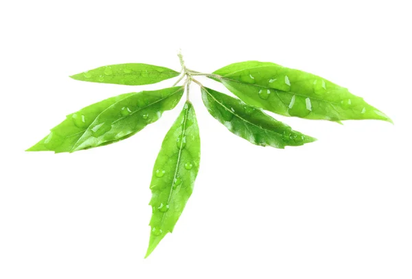 녹차 잎 — 스톡 사진
