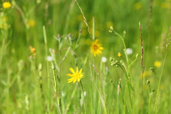 Flores amarillas en el prado verde —  Fotos de Stock