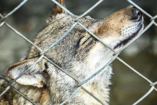 Lobo en jaula de primer plano — Foto de Stock