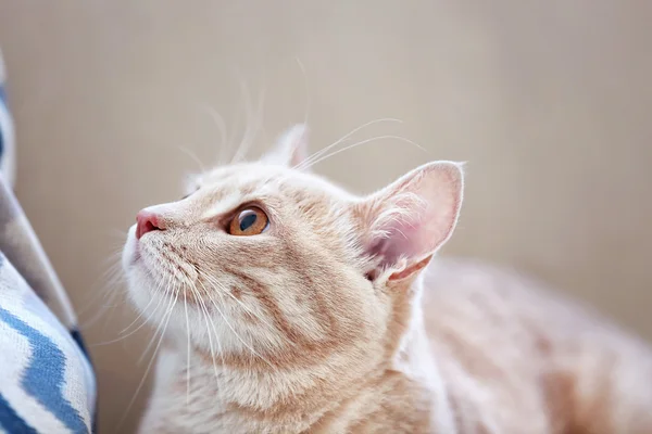 Niedliche Katze im Bus — Stockfoto