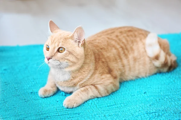 Funny cat on bright carpet — Stock Photo, Image