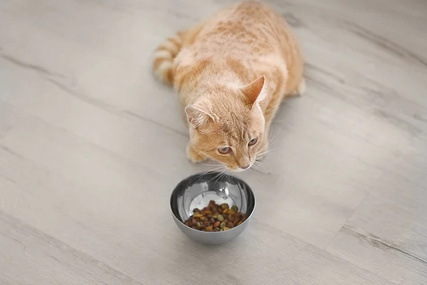 Lindo gato comiendo de cuenco en el suelo — Foto de Stock