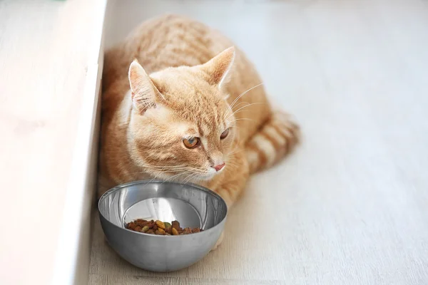可爱的猫在地板上用碗吃饭 — 图库照片