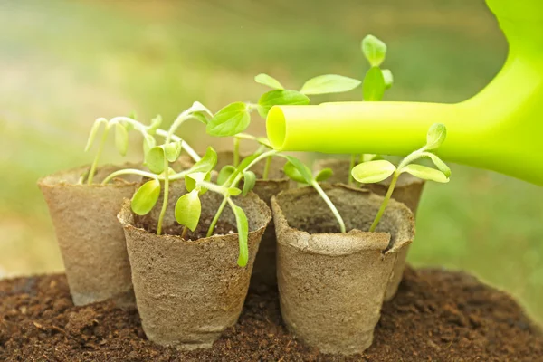 L'acqua che sgorga da annaffiamento può su piantina di semenzaio in giardino — Foto Stock