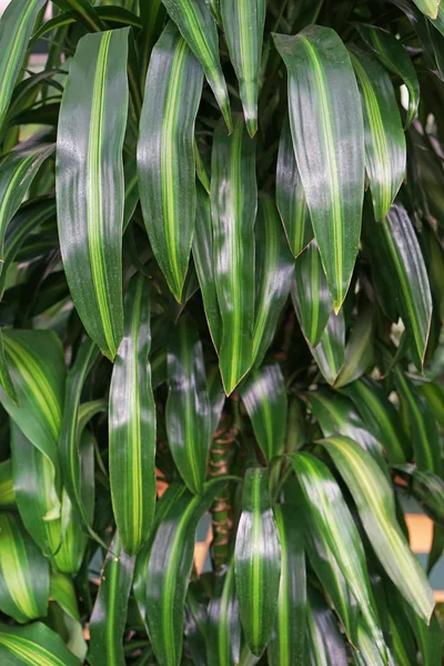 Mooie plant gebladerte, close-up — Stockfoto