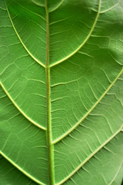 Zielony liść tekstury, zbliżenie — Zdjęcie stockowe
