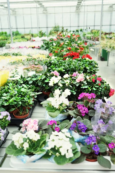 Beautiful flowers in pots — Stock Photo, Image