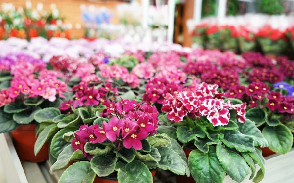 Schöne Blumen in Töpfen — Stockfoto