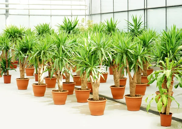 Prachtige palmbomen in potten — Stockfoto