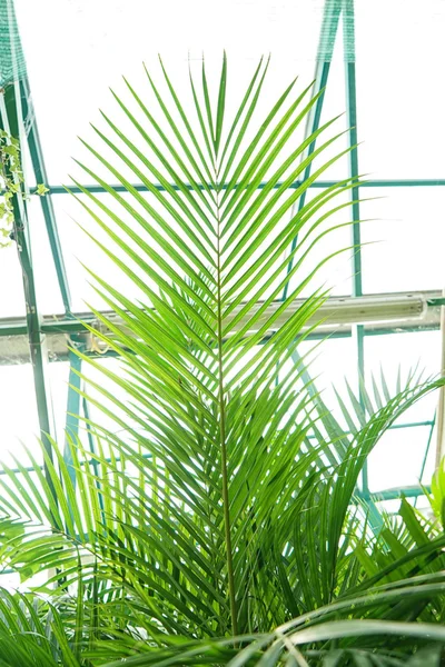 Belle foglie di palma — Foto Stock
