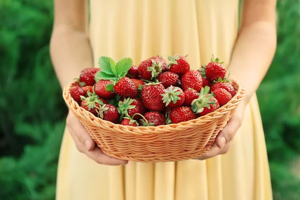 Mains féminines tenant panier en osier avec de savoureuses fraises — Photo