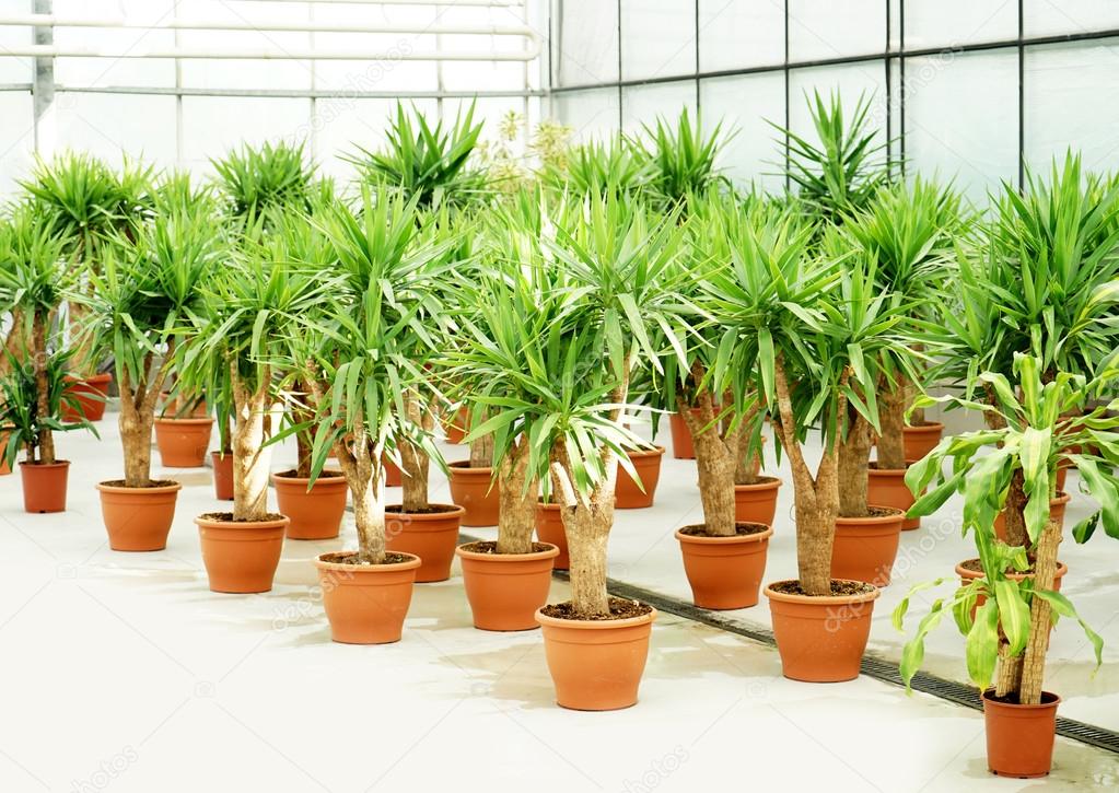 Beautiful palm trees in pots