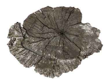 ağaç gövdesi üzerinde beyaz izole kesiti